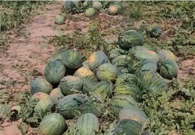 恒銘雙企助農情 助農增收暖人情